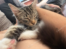 Kittens