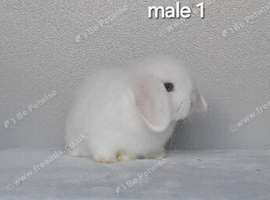 Gorgeous purebred mini lops