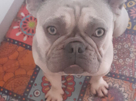 Female French Bulldog