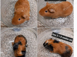 Various rescue guineapigs for sale