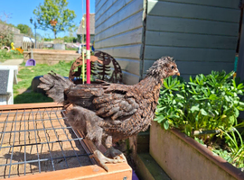 Large breed laying hens