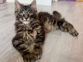 Pedigree Maine Coon Male kitten