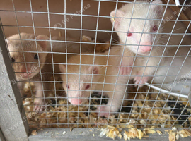 Ferret kits for sale