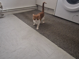 Kitten for sale