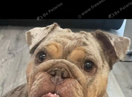Most loving Female British Bulldog