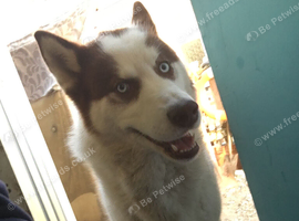 I am looking to sell me siblings husky&rsquo;s