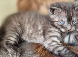 2 beautiful kittens