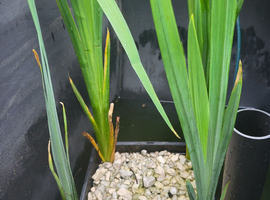 Pond plants
