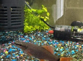 Ruby shark