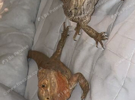 2x bearded dragons for sale