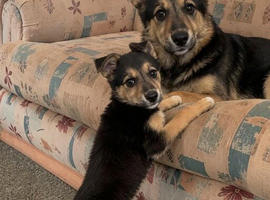 German Shepard