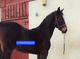 Absolutely stunning Welsh D