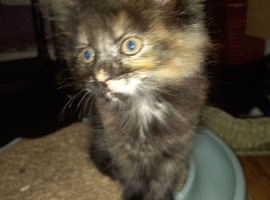 Maine coon cross
