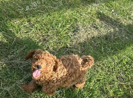 Cavapoo puppy