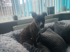 Lurcher cross staff