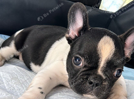 French Bulldogs for sale