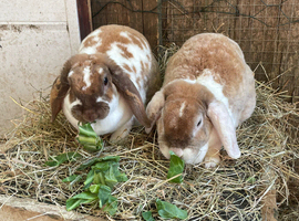 2 female plush lops