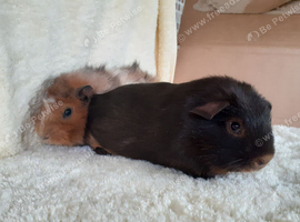 Pair of baby bonded boys