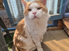 Maine coon stud