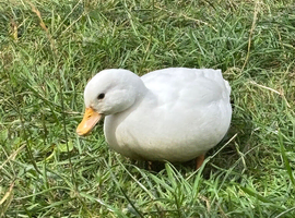 Call duck mixed pair or trio