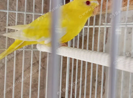 Lutino Elegant