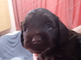 Last 2 female cocker spaniel pups