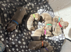 Mini Isabella dachshund puppies