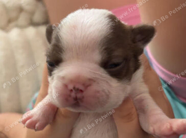 Boston terrier puppies
