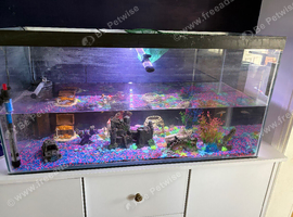 Fish tank and filter, light, heater and fish