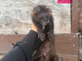 Semi angora ferrets looking for new home