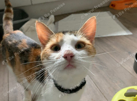 Lovely Calicoe Cat