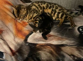 Kittens for sale