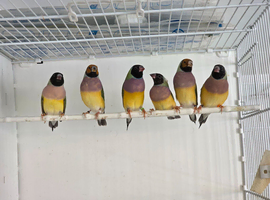 Gouldian Finches