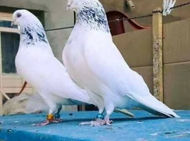 I'm looking for this type of pigeon in Norfolk Norwich