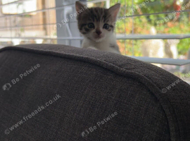 4 kittens for sale