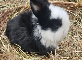 Mini lop buck available 08/06/2026