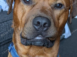 RHODESIAN RIDGEBACK 3YRS OLD MALE