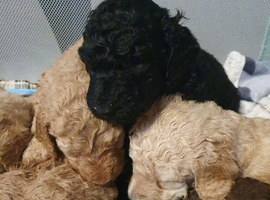 Standard poodle puppies kc registered