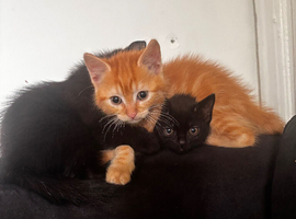Mixed breed kittens looking for 5* homes