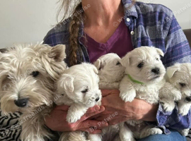 West Highland terrier puppies