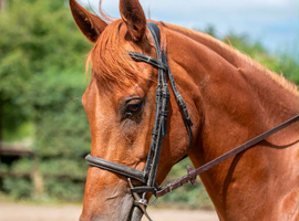 EYE-CATCHING BRP WITH REAL PRESENCE, A KIND NATURE, AND A STANDOUT, AFFECTIONATE PERSONALITY.
