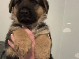 Straight back German Shepherd Puppies
