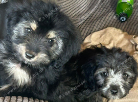 Beautiful Cockerpoo cross puppies