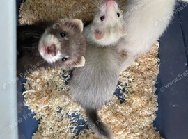Kits ready to leave
