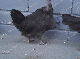 Necked neck bantam chickens