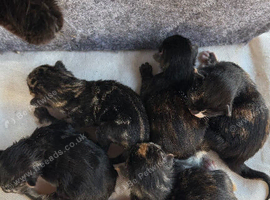 Bengals mix