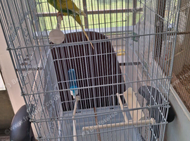 Budgie
