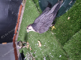 Lanner falcons