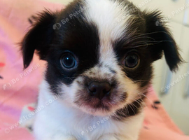 Tiny Chihuahua cross chinese crested puppies