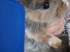 Lovely super frindly rabbit